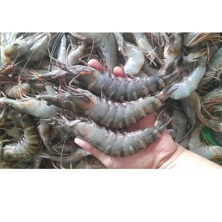

Udang Tiger Udang pancet.windu Sise 25.30 1kg