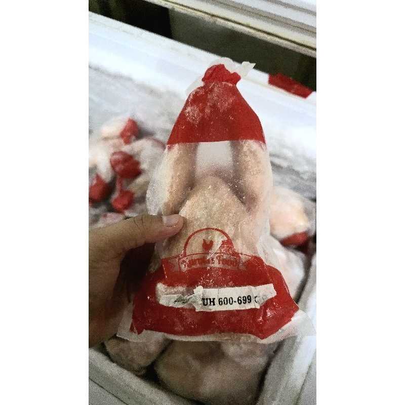 

Ayam Utuh / Whole Chicken Size 600-700gr/ekor