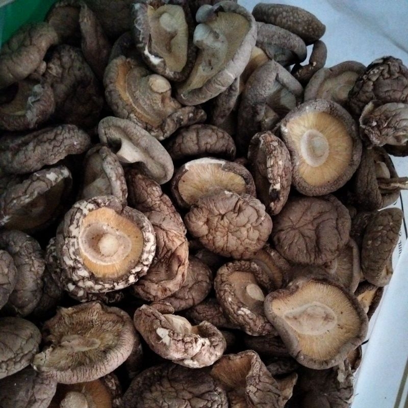 

Jamur Shitake / Jamur Tongku 100gr