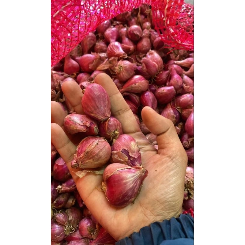 

Bawang Merah 500g Langsung Dari Petani