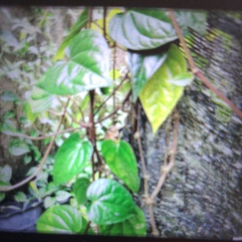 

daun sirih segar 1ikat