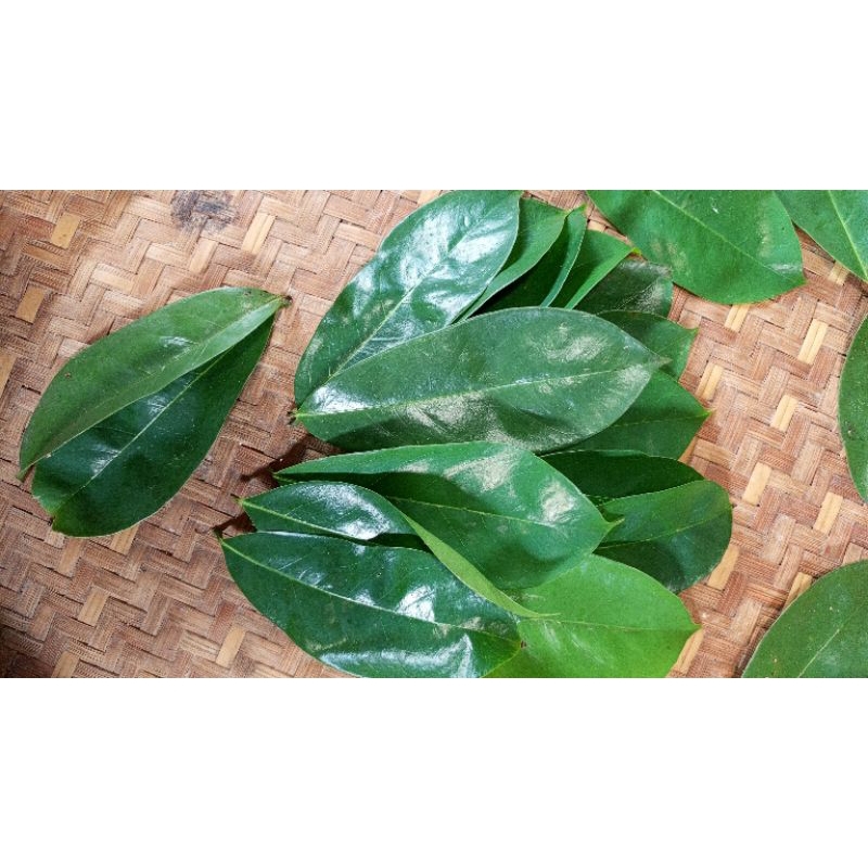 

50 lembar Daun Sirsak Segar Fresh | Herbal Alami Siap Pakai