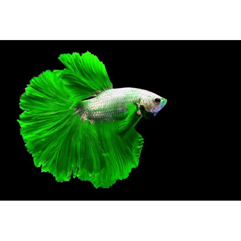 Ikan cupang Halfmoon, Plakat, blue rim, black samurai ikan cupang random cocok untuk penghias ruanga