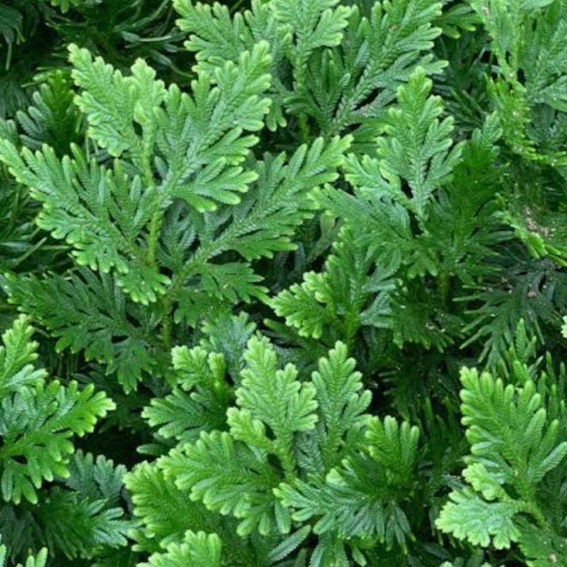 

daun ceker ayam segar paket 500 grm
