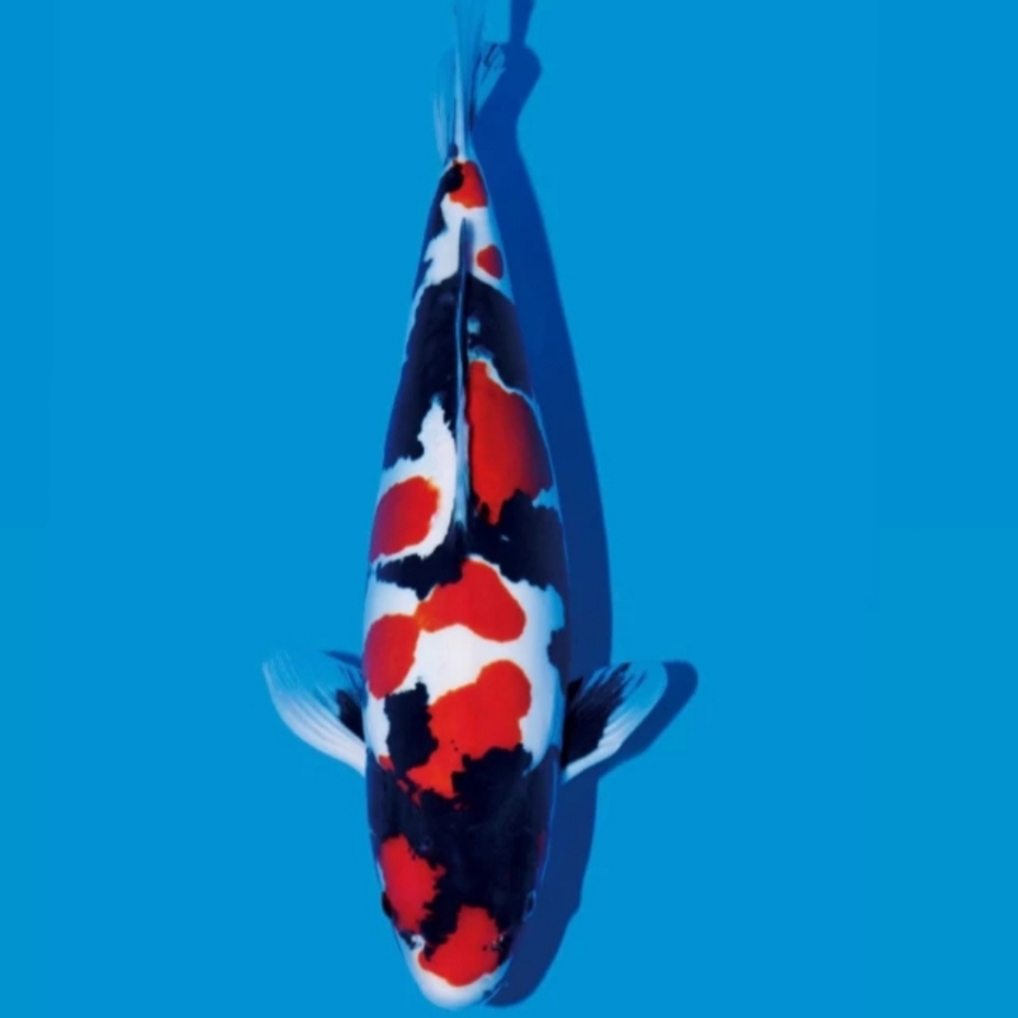 readyyy koi showa super cantik size 20-25cm Blitar grade A