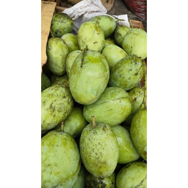 

Mangga dermayu