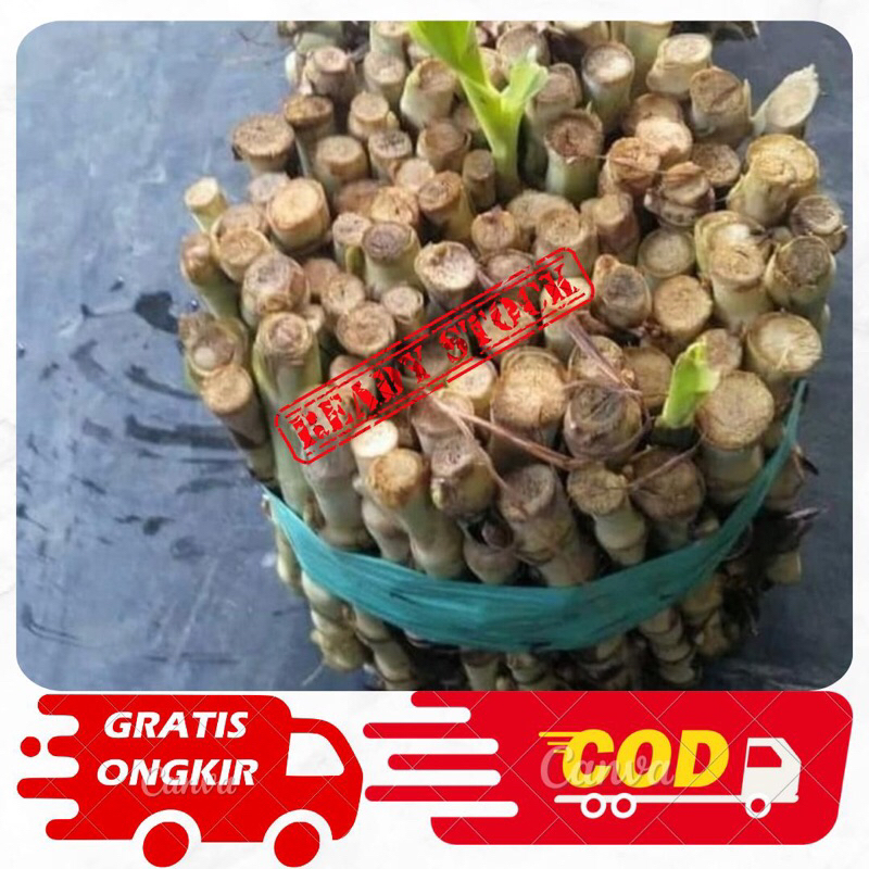 Stek Rumput Odot Pakan sapi/Stek odot segar