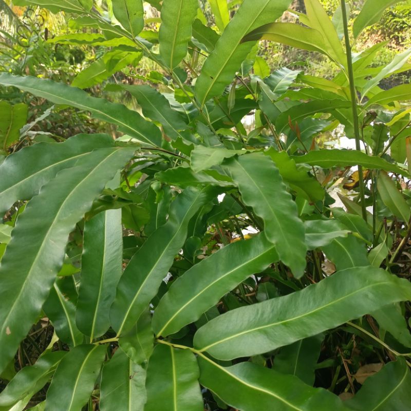 

Daun Warakas Segar 30 Lembar