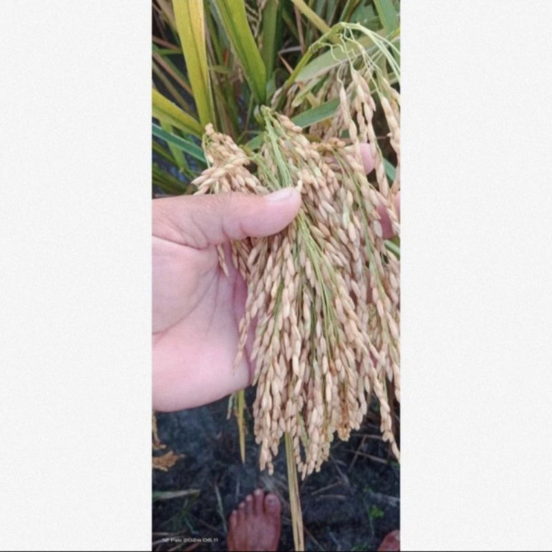 padi BENIH PADI kolosebo 02 5kg