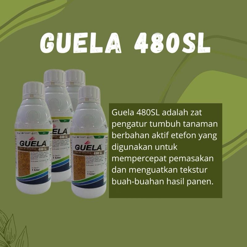 

GUELA 100ML/PEMASAKAN BUAH