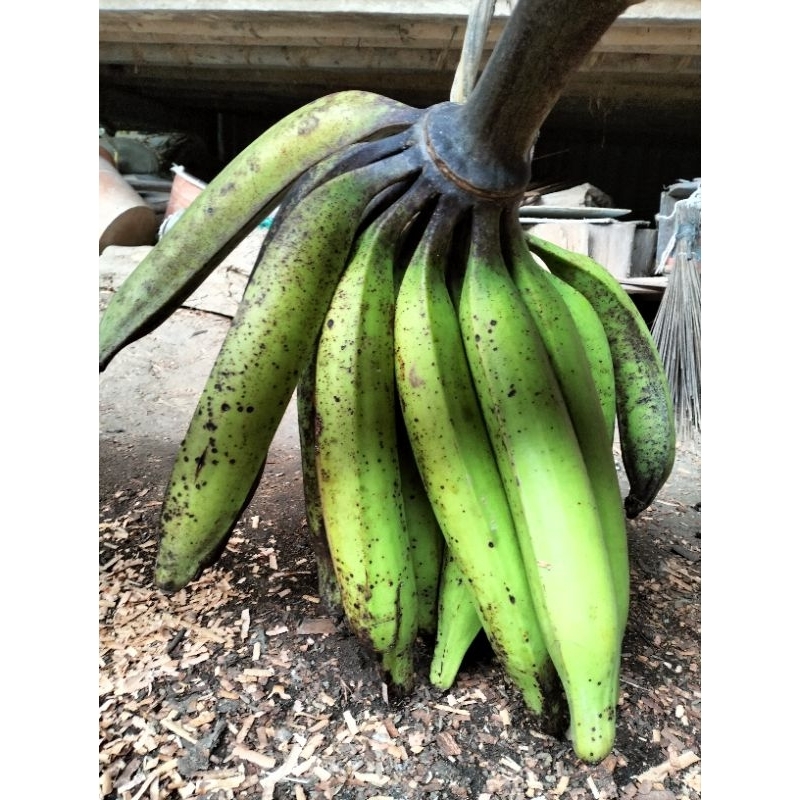 

Pisang Tanduk / Cau galek 11.000 3 biji