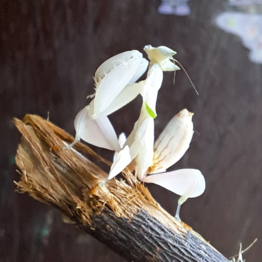 orchid mantis ( belalang sembah anggrek )