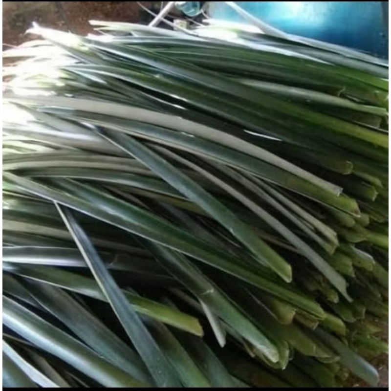 

DAUN NANAS OFFICIAL HERBAL