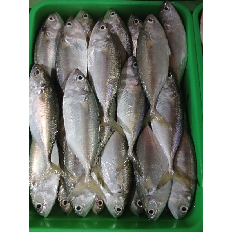 

Kembung gepeng seger d jual / 500gr isi 5-6 ya kak