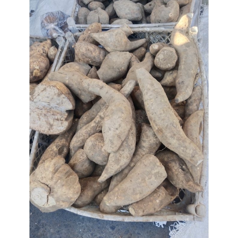 

Ubi Manohara / Korea (1kg)
