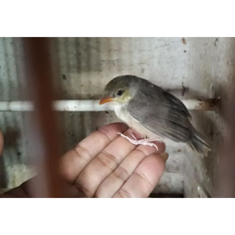 BURUNG CIGUN ANAKAN LOLOH PILIHAN JANTAN