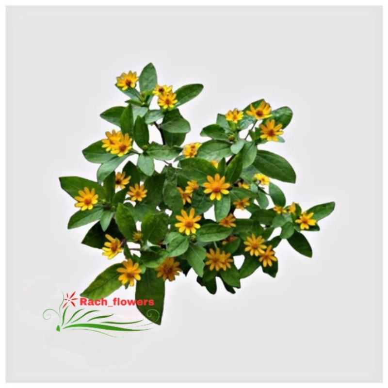 Tanaman Hias Bunga Matahari Mini - bunga matahari - tanaman bunga