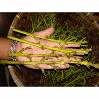 ENTRES ALPUKAT ALIGATOR SUPER UNGGUL DAN BERKUALITAS ( 3PCS )