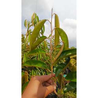 Jual Entres 10Pcs Entres Durian Super Tembaga Unggul Dan Berkualitas