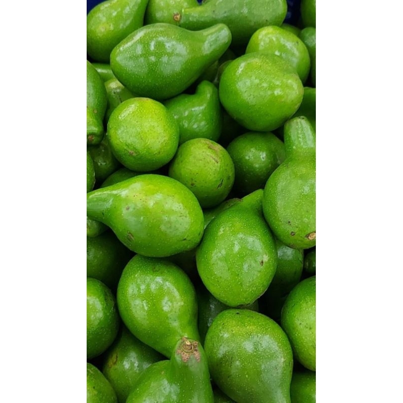 

1kg alpukat mentega segar fresh/alpukat mentega segar