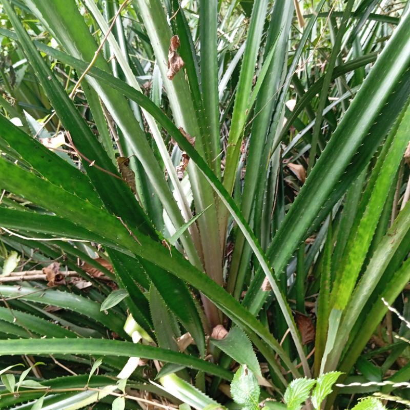 

Daun nanas merah nanas hutan segar organik 1 kg