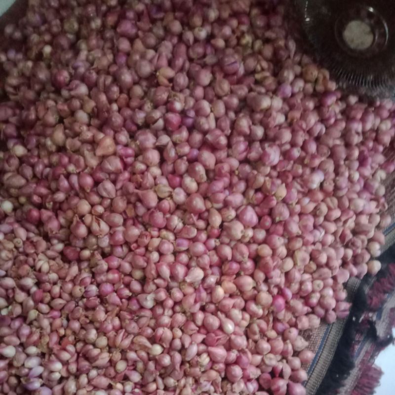 

brambang merah