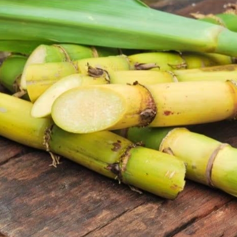 

TEBU IJO ASLI KEDIRI (FRESH LANGSUNG DARI KEBUN)