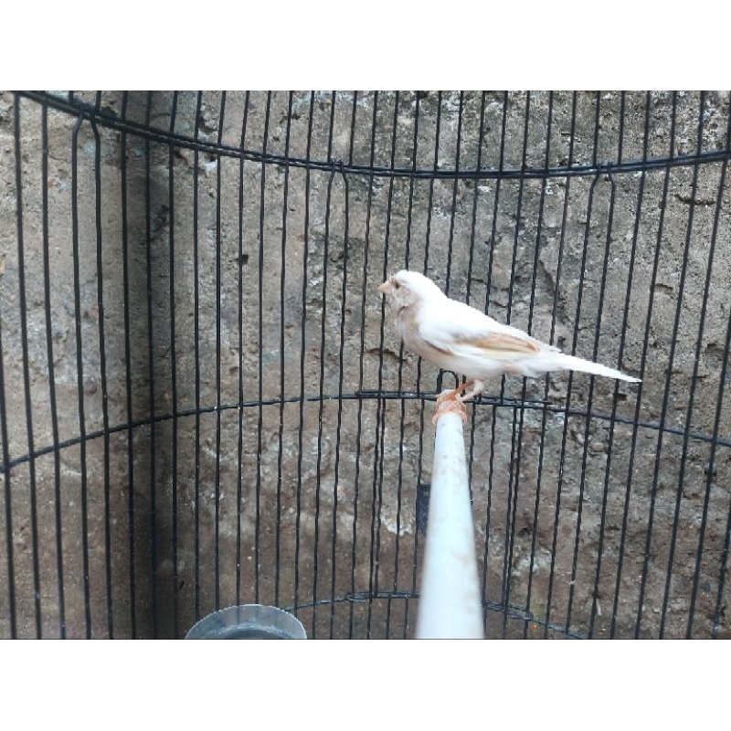 KENARI PANDA PAUD JANTAN