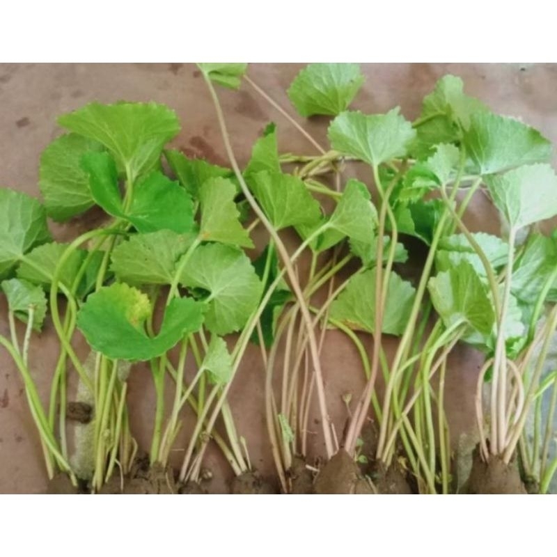 

DAUN PEGAGAN PER 3 LEMBAR.