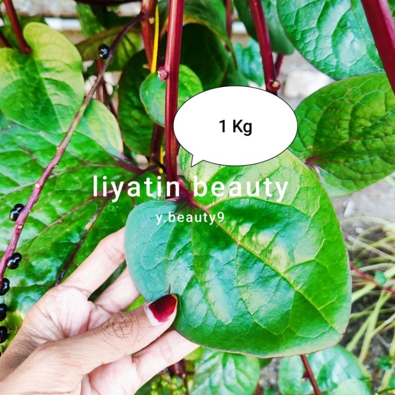 

1000gr Daun Binahong Merah Segar Organik 1kg Baru Petik