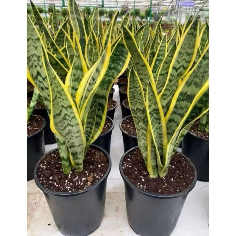 Tanaman Sansivera  Lidah Mertua Plus Pot dan Media Tanam 1 Kg