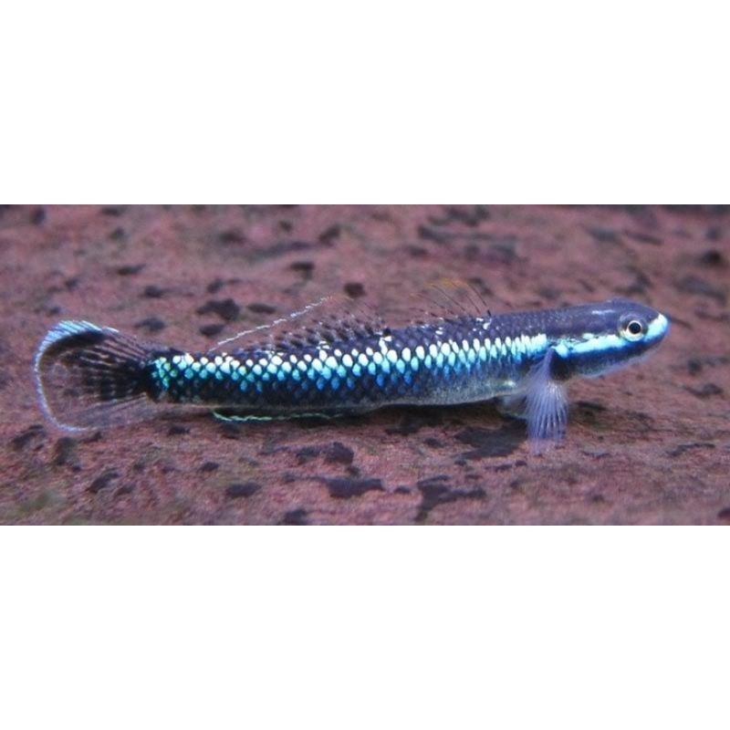 Goby Blue Neon
