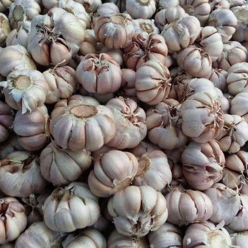

Bawang Putih Bulat Biasa-Sayur Omstore