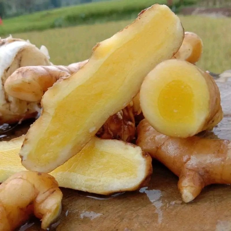 

temu mangga kunyit mangga (curcuma) segar organik 1kg
