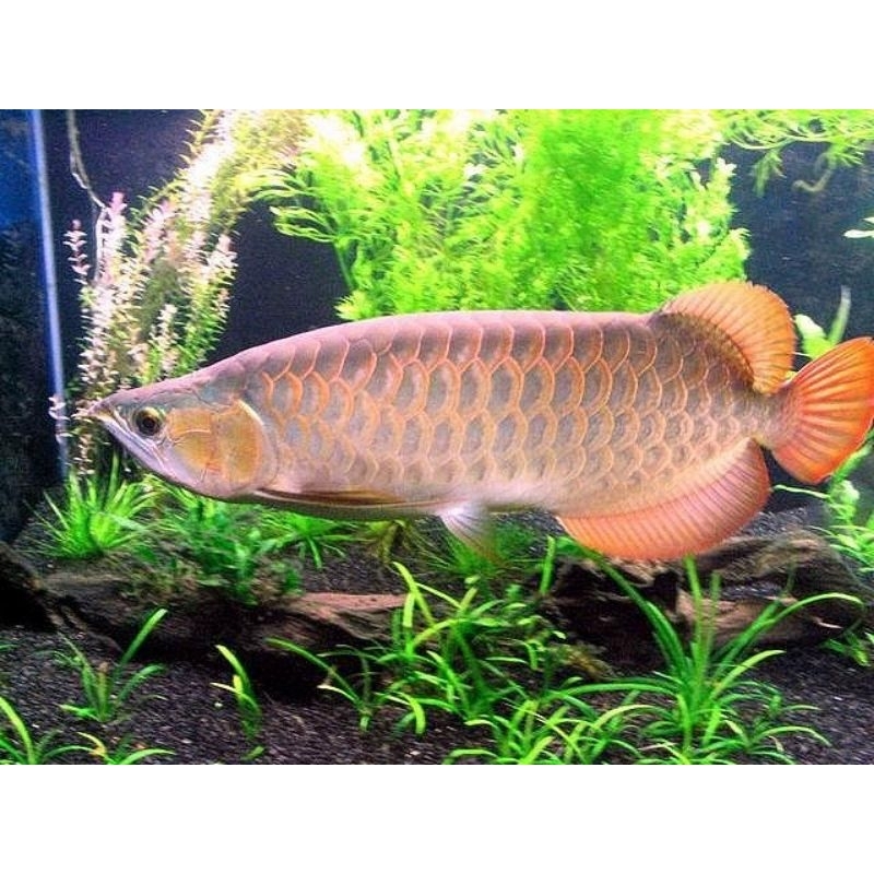 ready  arwana silver red ukuran 18-20cm hiasan aquarium cantik