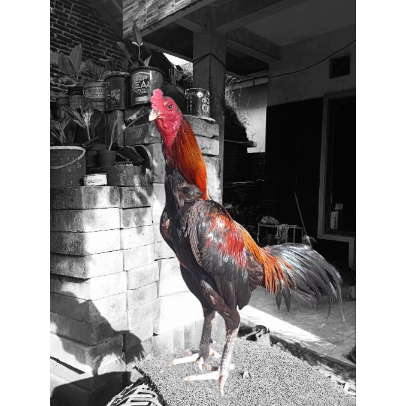 

Ayam Prestasi Minus Mata PC 1