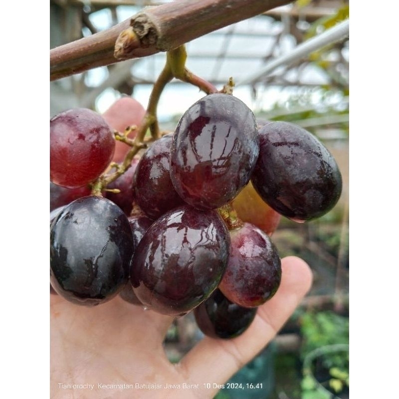 

Bibi anggur messenger 110cm valid buah besar cruncy