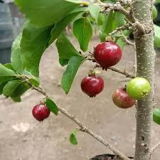 Tanaman Ceri Jepang Berbuah