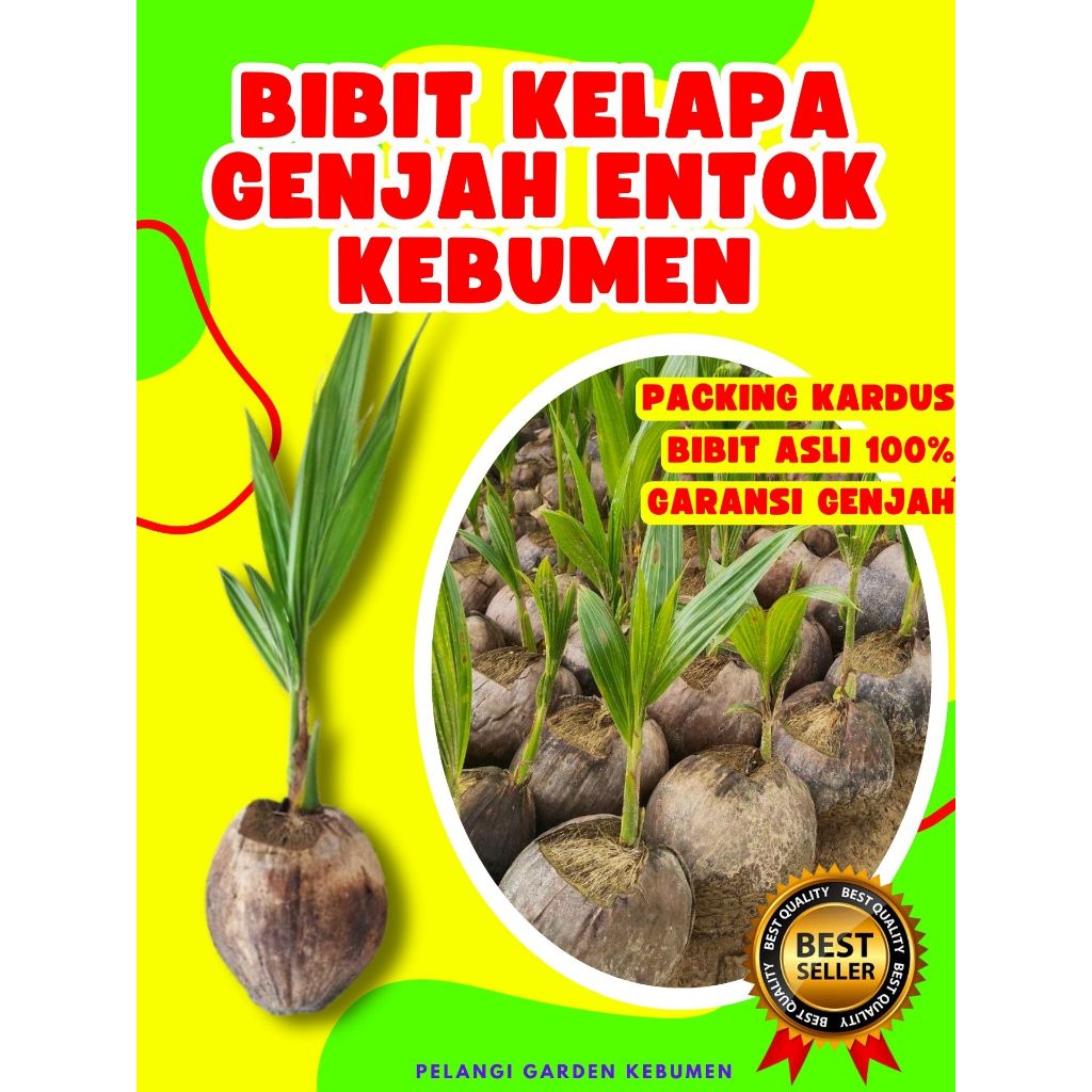 BIBIT UNGGUL.. Tanaman Kelapa Hijau, Tanaman Kelapa Hibrida Hijau Jumbo