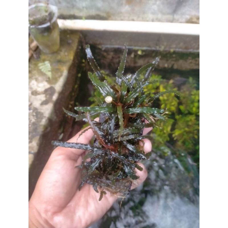 Bucephalandra media wabikusa