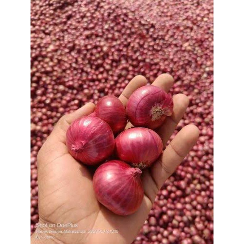 

bawang merah india