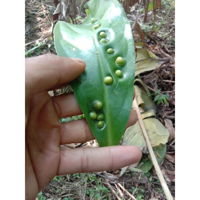 

Daun jambu bentol unik alami