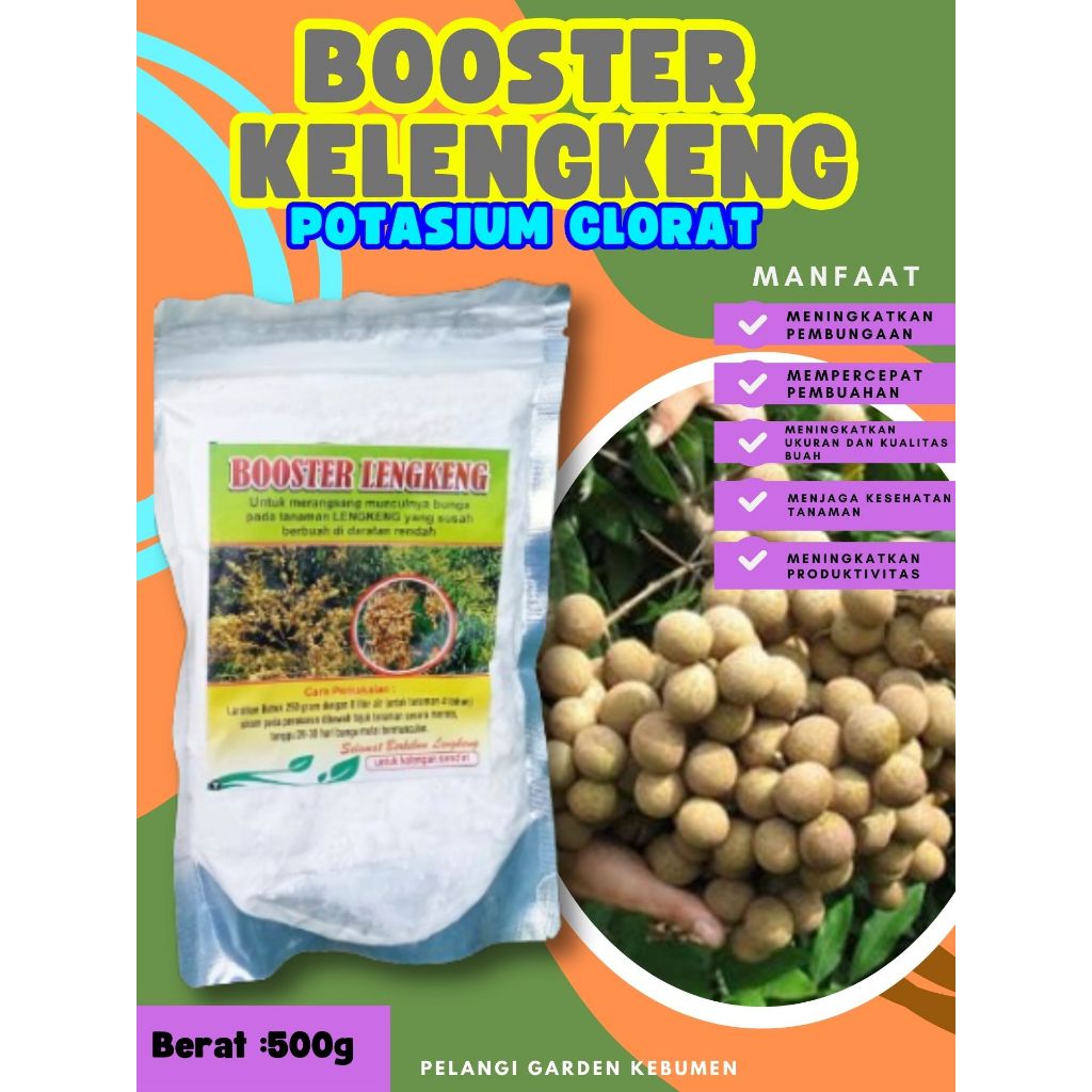 DIJAMIN ASLI  Booster Kelengkeng Puangphet, Booster Kelengkeng Pingpong Cangkok, Booster Kelengkeng 