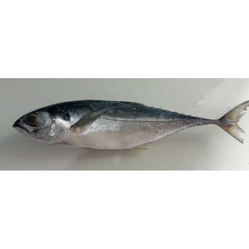 

IKAN TENGKEK PAKET 5 dan 10 kg, Pal Merah - Jak Bar