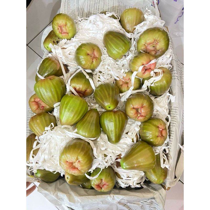 

buah jambu air cincalo hijau (jambu ) 450-500gr per pack