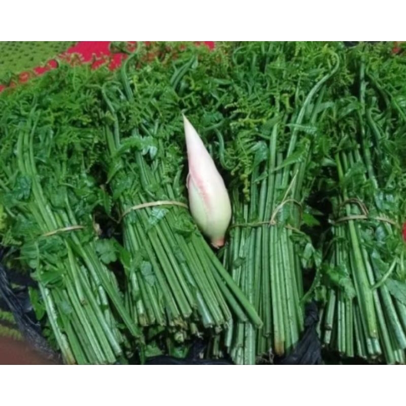 

sayur pakis 250 gram fresh