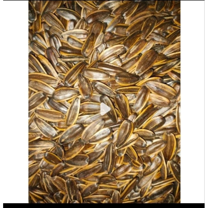 

kuaci matahari original super