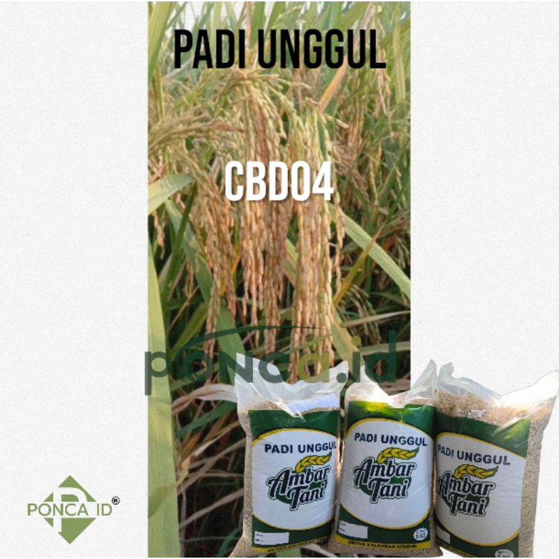 BIBIT BENIH PADI UNGGUL CBD 04 PREMIUM KEMASAN 5KG