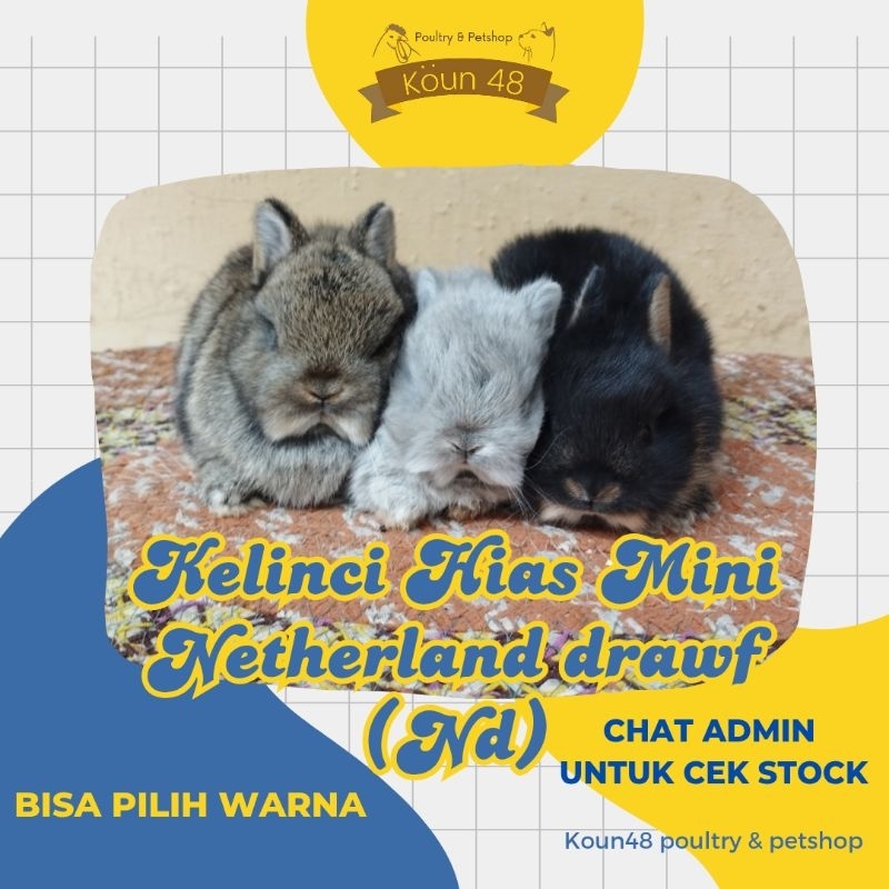 Kelinci Hias Nd Kelinci Mini Netherland Dwarf