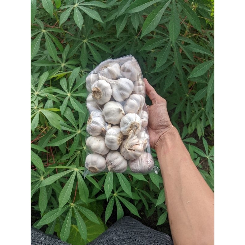 

500 G/ 1 KG BAWANG PUTIH SUPER GRADE ( A )